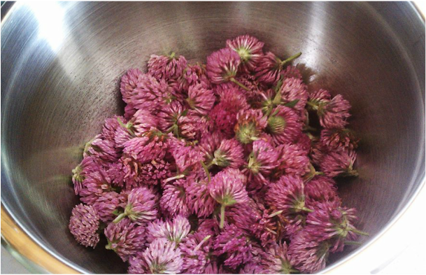 Wildharvested Red Clover Blossoms
