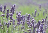 Lavender buds for herbal tea